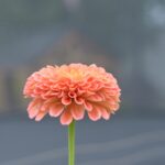 group_0411